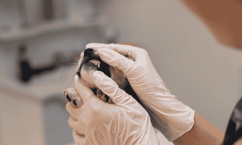 Odontología Veterinaria