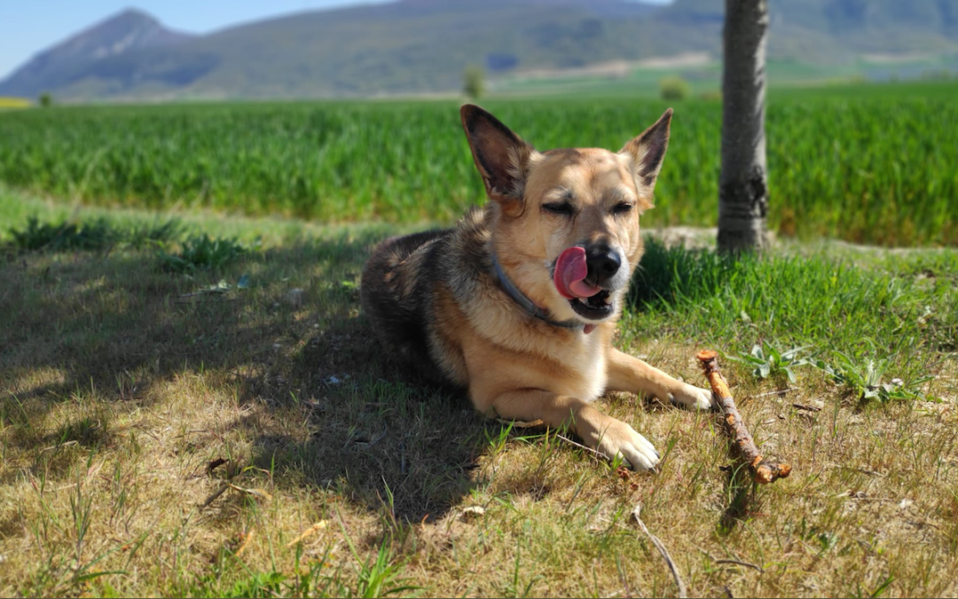 Te presentamos a… Bimba