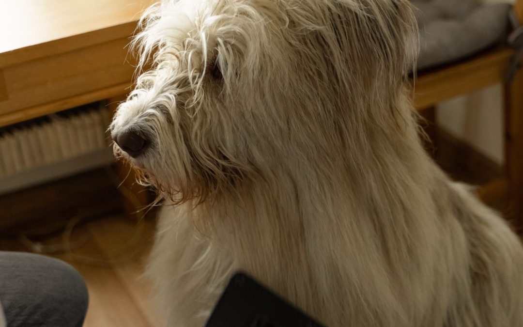 Las espigas en el perro: qué hacer