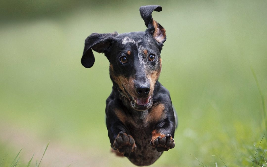 Como mantener las almohadillas de tu perro en perfecto estado
