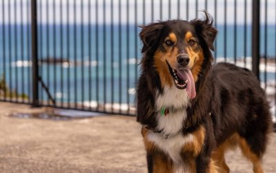 Esterilización o castración – Beneficios para tu mascota