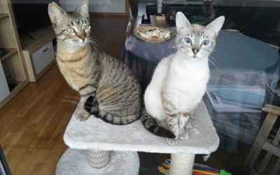 TESTIMONIO DE MARGA (Cuidadora felina): Maggie salvada de un envenenamiento