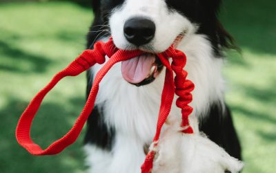 Correas, collares, arneses y bozales para perro: ¿Cuál elegir?