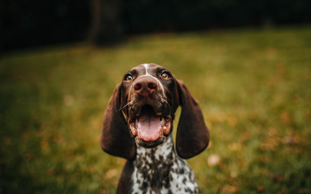 Cuidado de oídos en perros y gatos