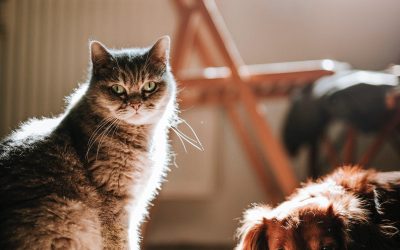 CONSEJOS HIGIENE PERRO Y GATO