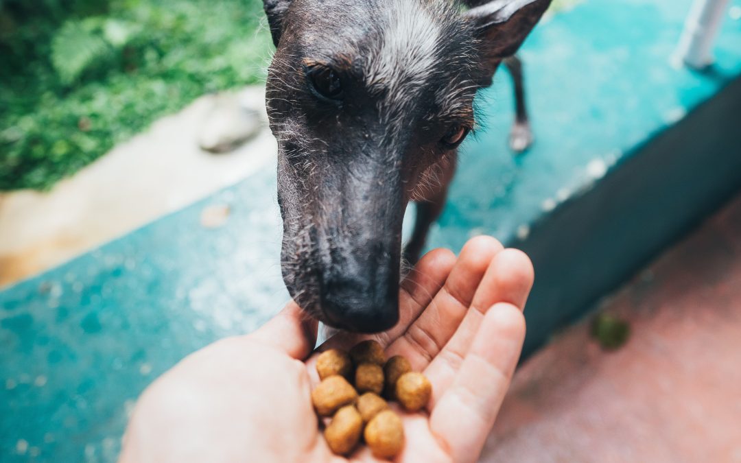 6 consejos para la alimentación de tu perro