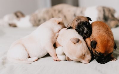 Consejos para que tu perro duerma bien
