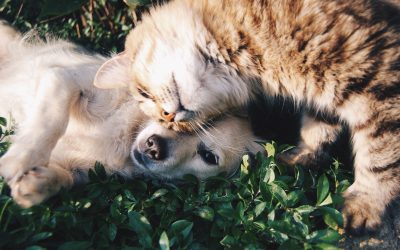 Parásitos externos en el perro y el gato: tipos y tratamientos