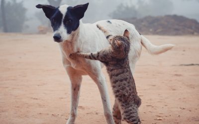 Parásitos internos en el perro y el gato: síntomas, prevención y tratamiento