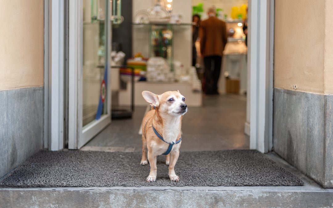 LAS VACUNAS EN EL PERRO – ¿Por qué, cómo y cuándo?